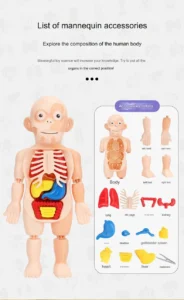 جسم الإنسان